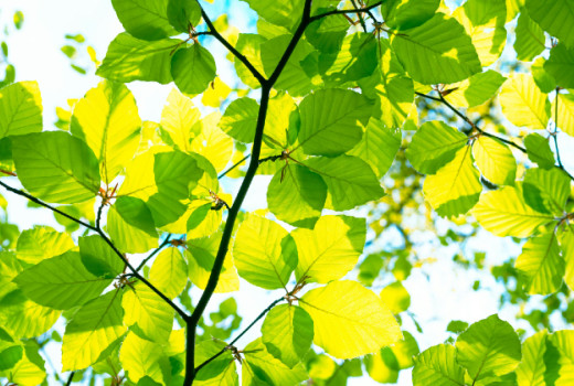 Klorofil za več energije