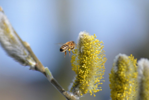 Kako premagati pomladne alergije