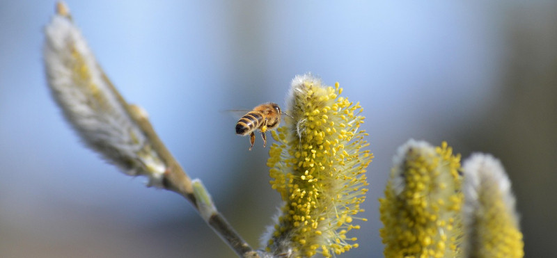 Kako premagati pomladne alergije
