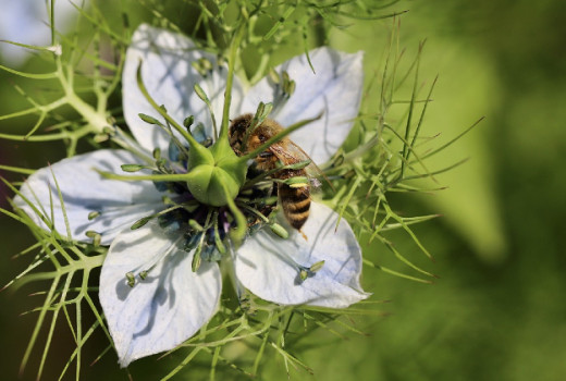 Črna kumina: moč drobnih semen