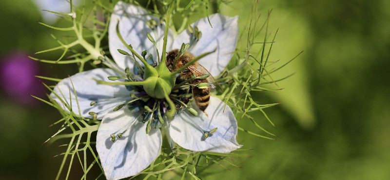 Črna kumina: moč drobnih semen