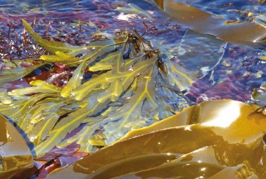 Morske alge, naravno super živilo