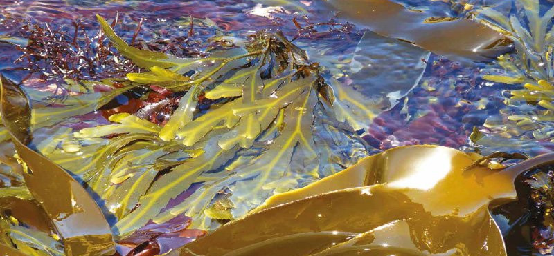 Morske alge, naravno super živilo