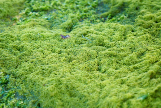 Klorela, spirulina ali obe?