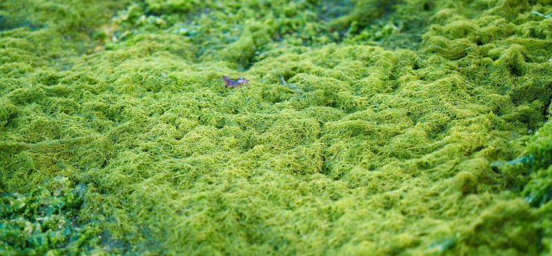 Klorela, spirulina ali obe?