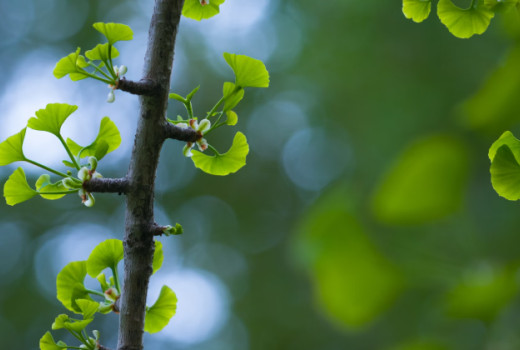 Kako ohranjati dober spomin?