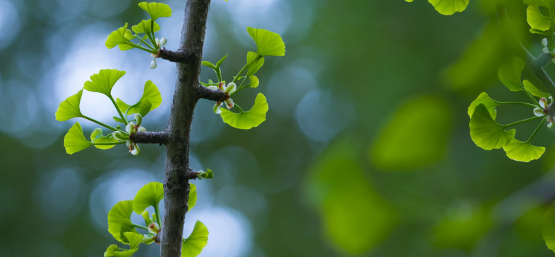 Kako ohranjati dober spomin?