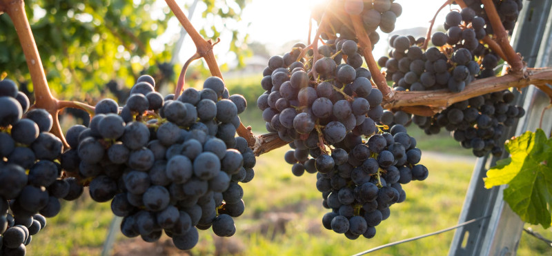 Moč proantocianidinov