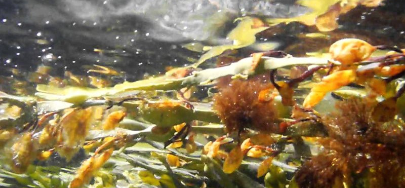 Edinstven kompleks morskih alg