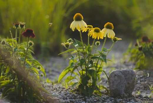 Ehinaceja, cvet, ki krepi odpornost