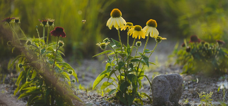 Ehinaceja, cvet, ki krepi odpornost