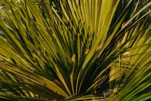 Palmeto za moško vitalnost