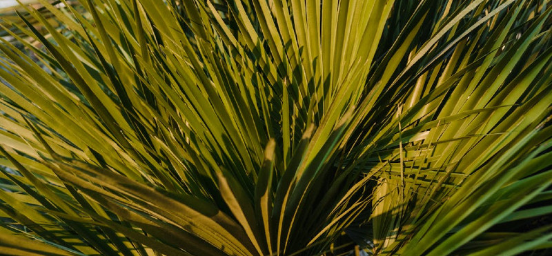 Palmeto za moško vitalnost