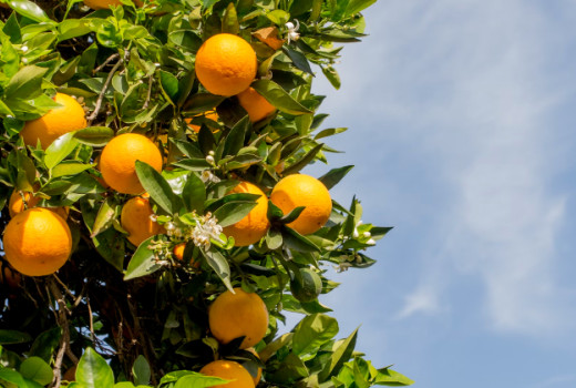 Presenetljivi učinki vitamina C