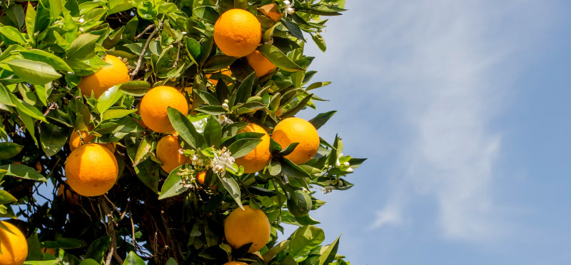 Presenetljivi učinki vitamina C