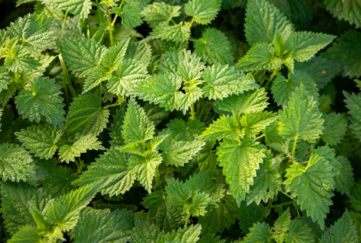 Zdravilni učinki koprive