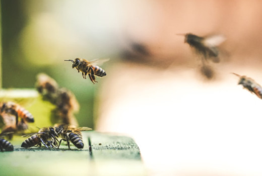 Matični mleček – čudežni dar čebel