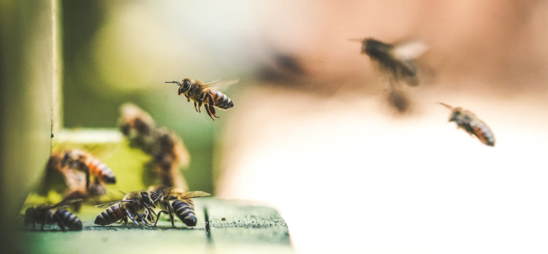 Matični mleček – čudežni dar čebel