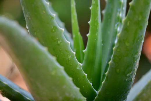 Aloe vera kot dopolnilo