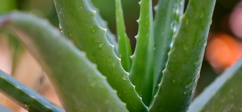 Aloe vera kot dopolnilo