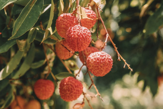 7 učinkov probiotične kvasovke