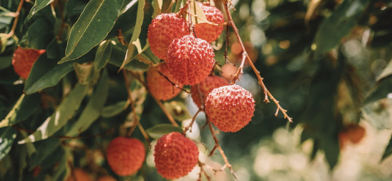 7 učinkov probiotične kvasovke