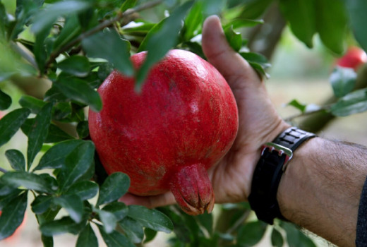 Z naravo do zdrave prostate