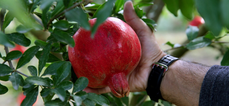 Z naravo do zdrave prostate