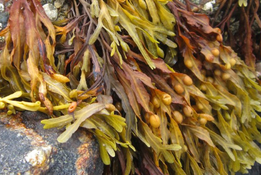 Naravni Jod iz morskih alg