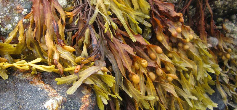 Naravni Jod iz morskih alg