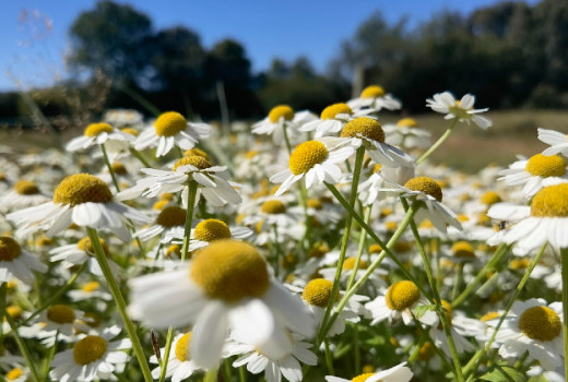 Beli vratič za migrene in vnetja