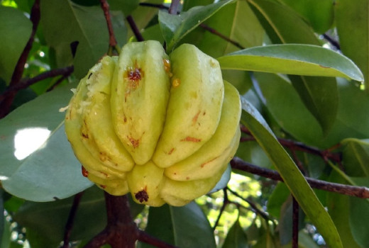 Naravni pomočnik za hujšanje