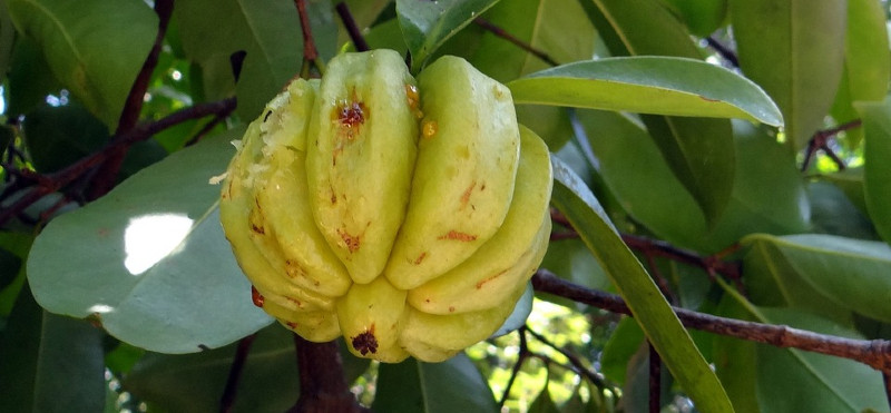 Naravni pomočnik za hujšanje