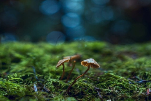 Neverjetna moč gliv