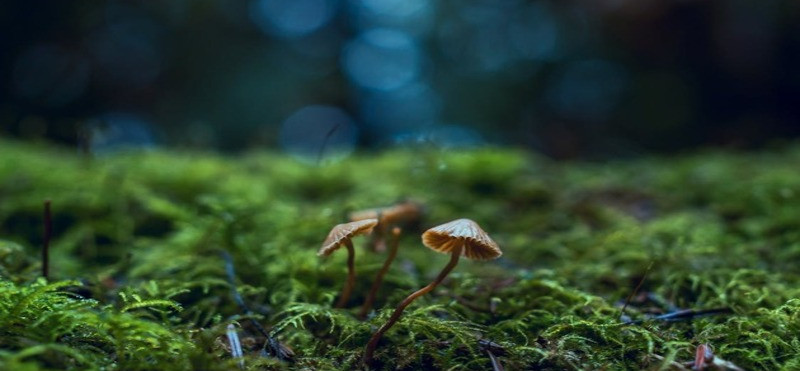 Neverjetna moč gliv